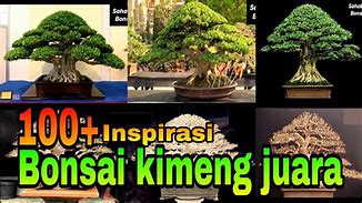 Bonsai Beringin Elegan Juara